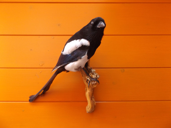 Elster-Vollpräparat