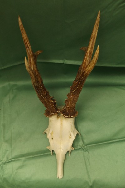 Rehbocktrophäe, sechser