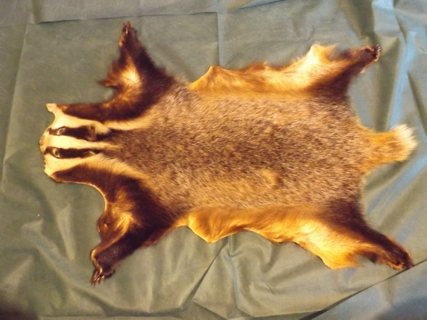 Dachsfell