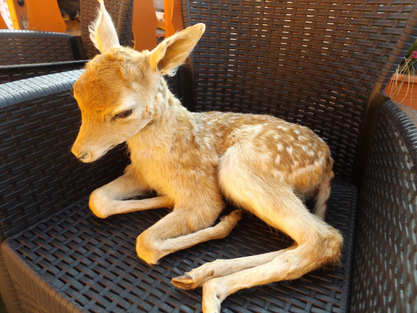 Damhirsch Kalb Vollpräparat