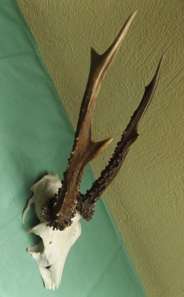 Rehbocktrophäe, ungerader sechser