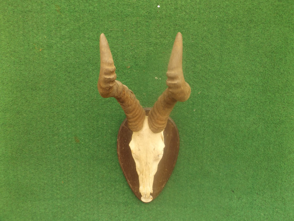 Hartebeesttrophäe