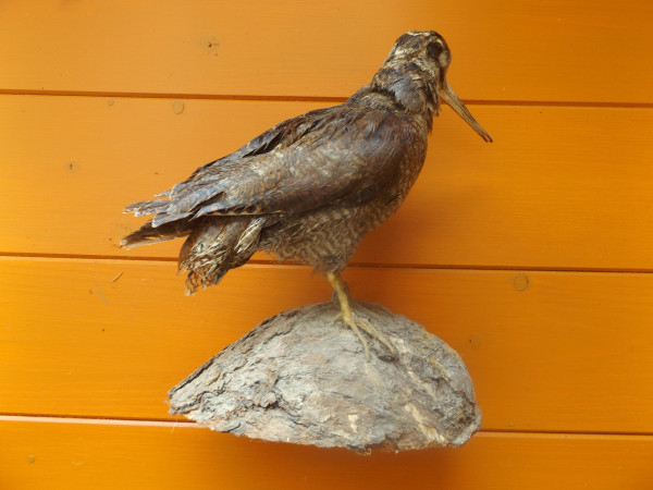 Schnepfe Vollpräparat