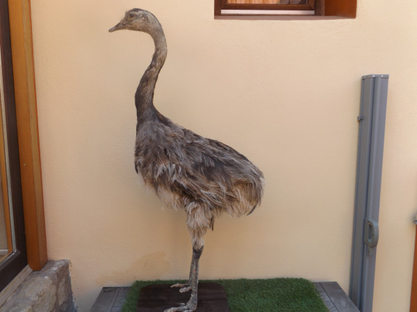 Emu Vollpräparat