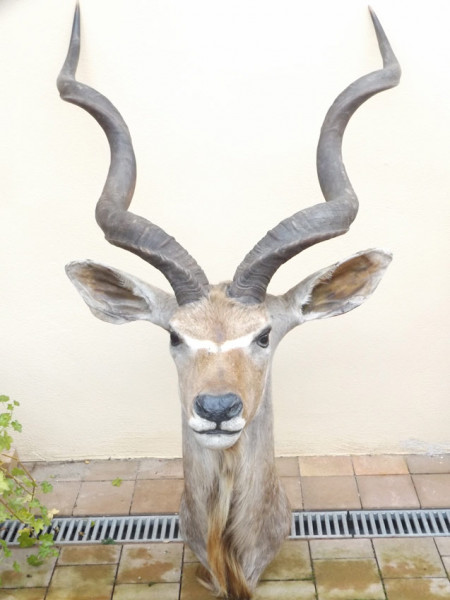Kudu Kopf - Schulter - Präparat groß