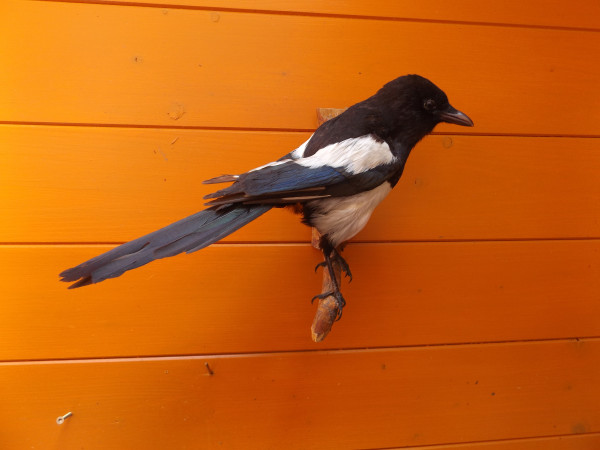 Elster Vollpräparat