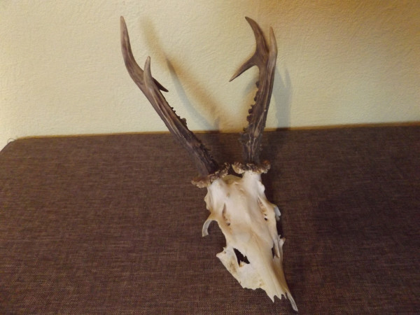 Rehbock Geweih Trophäe 6er
