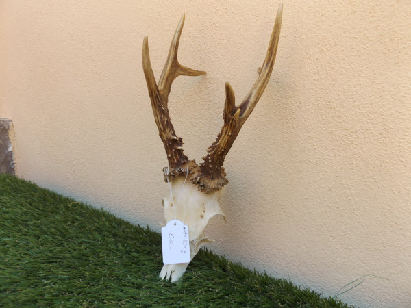 Rehbock Trophäe 330 g netto