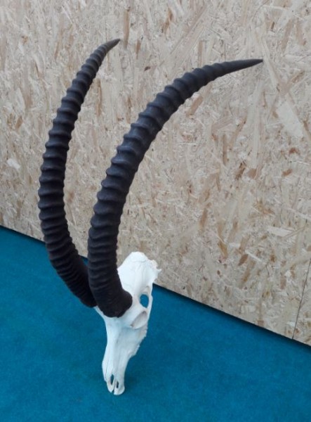 Sable Trophäe
