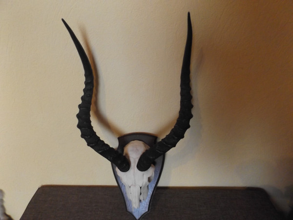 Impala Trophäe Afrika