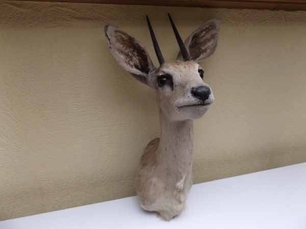 Antilope DikDik Afrika Kopf-Schulter-Präparat
