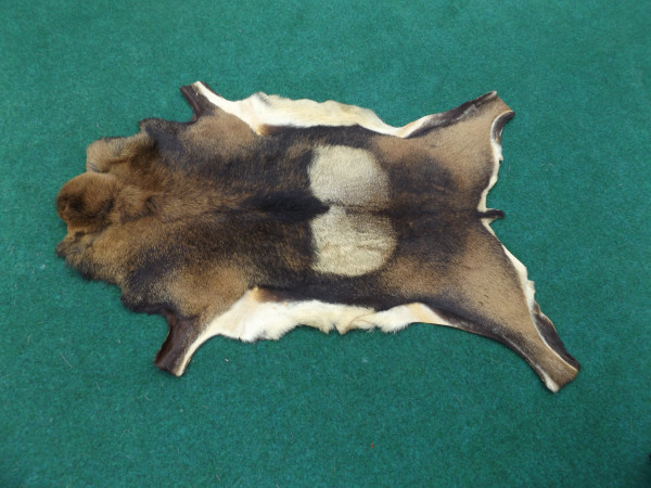 Mufflon (Fell)