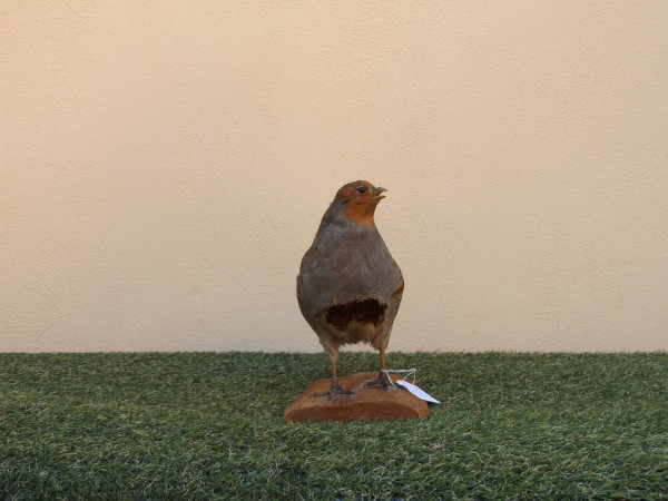 Rebhuhn Vollpräparat