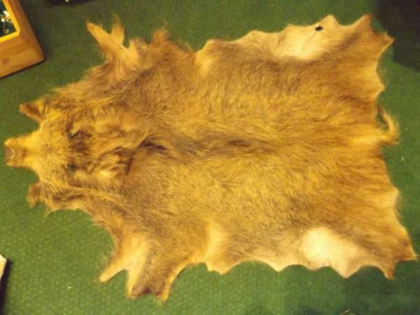 Wildschweinfell Sauschwarte