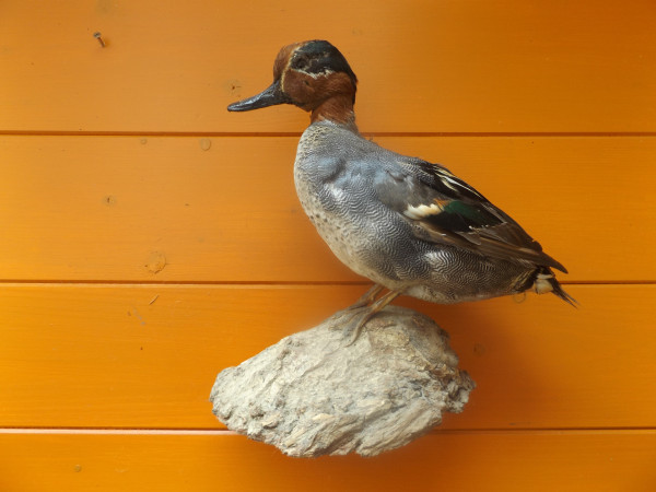 Ente Vollpräparat