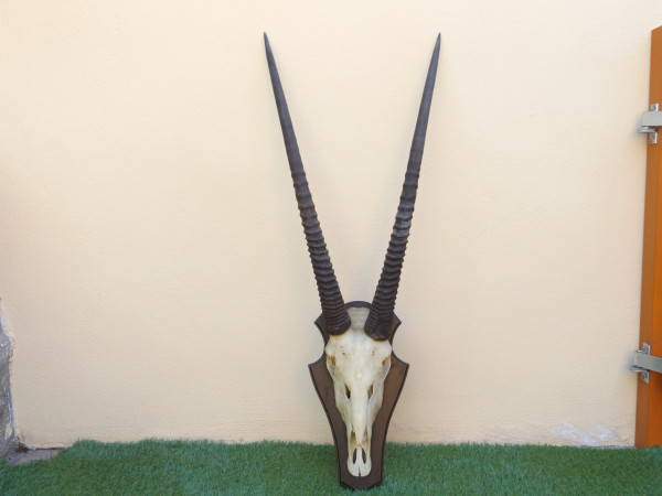 Oryx auf Brett