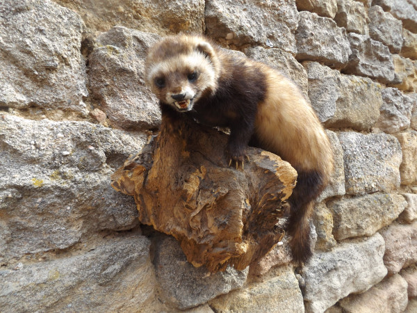 Baummarder Vollpräparat
