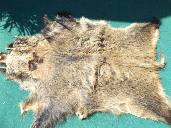 Wildschweinfell