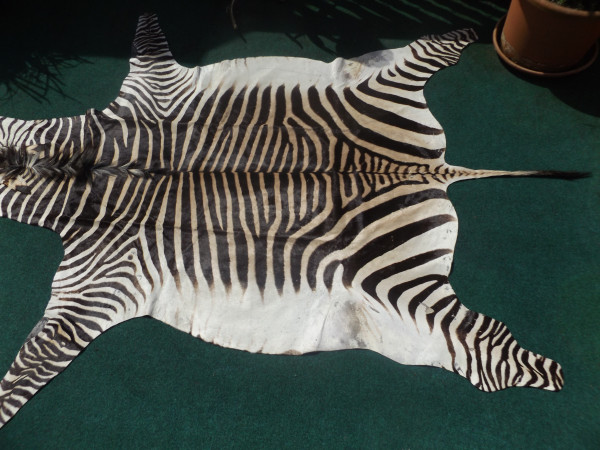Steppenzebrafell