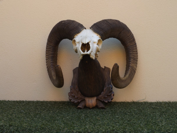 Mufflon Trophäe