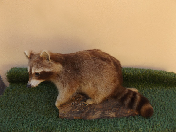Waschbär Vollpräparat