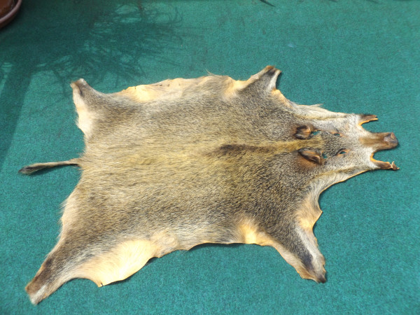 Wildschweinfell