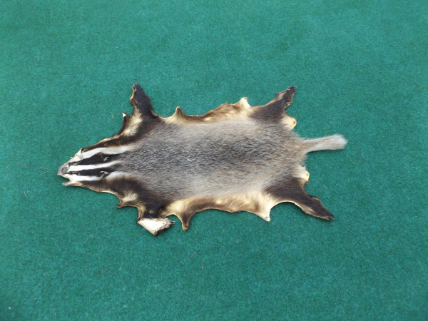 Dachsfell