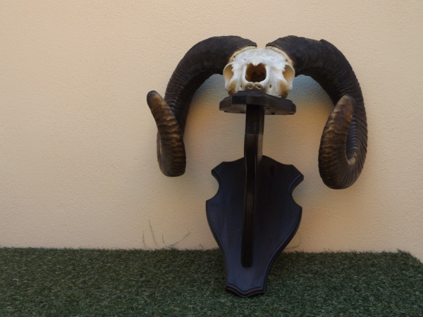 Mufflon Trophäe