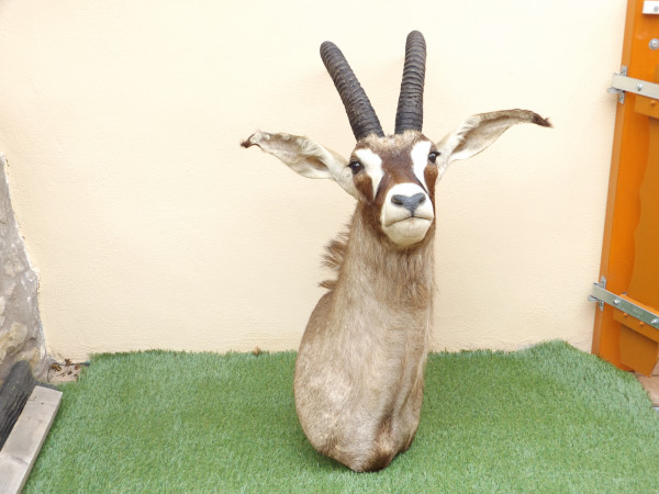 Roan oder Pferdeantilope Kopf-Schulterpräparat