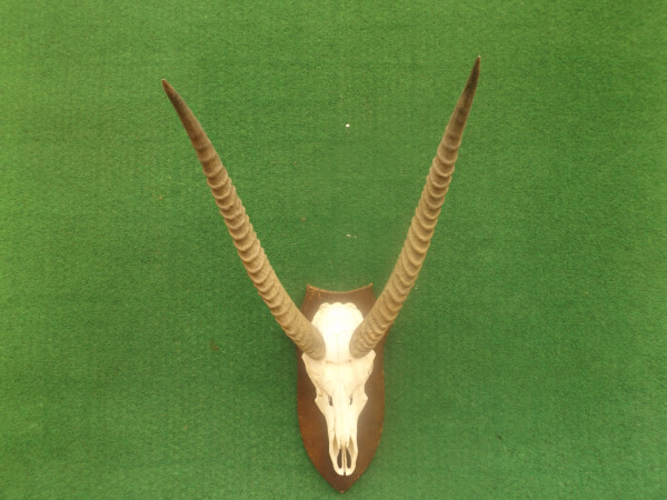 Wasserbock