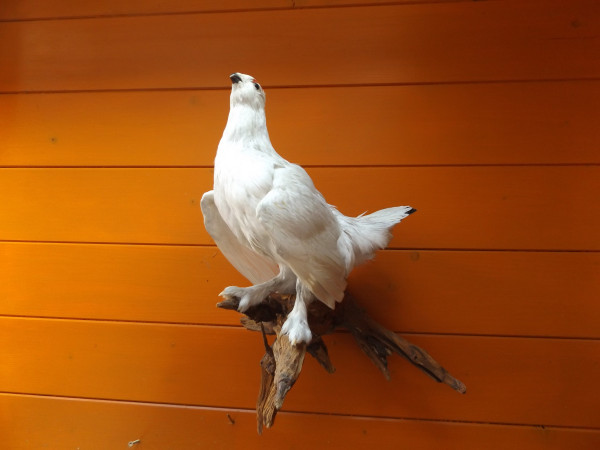 Schneehuhn Vollpräparat