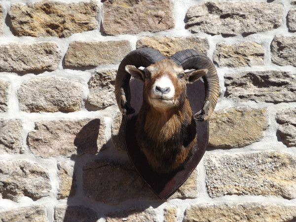 Mufflon Kopf-Schulter-Präparat