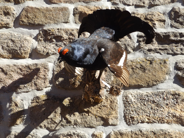 Birkhahn Vollpräparat