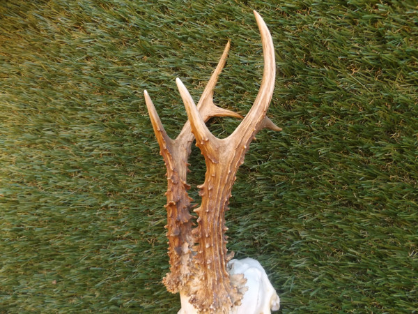SONDERAKTION Reh Bock Trophäe Geweih Gehörn 370g netto