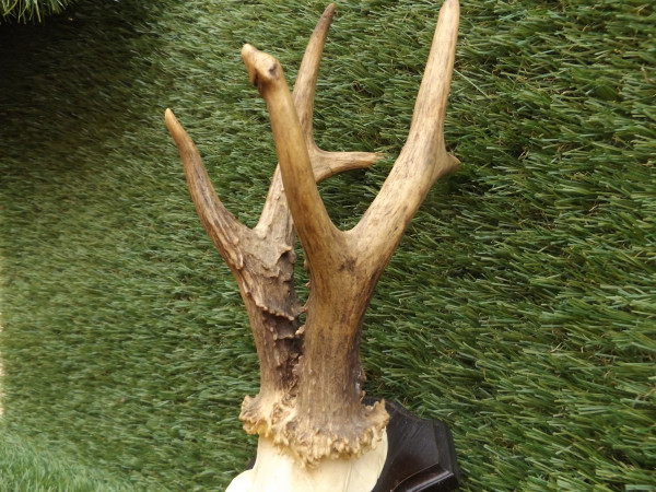 Reh Bock Trophäe Geweih Gehörn kapital 6er 467g netto
