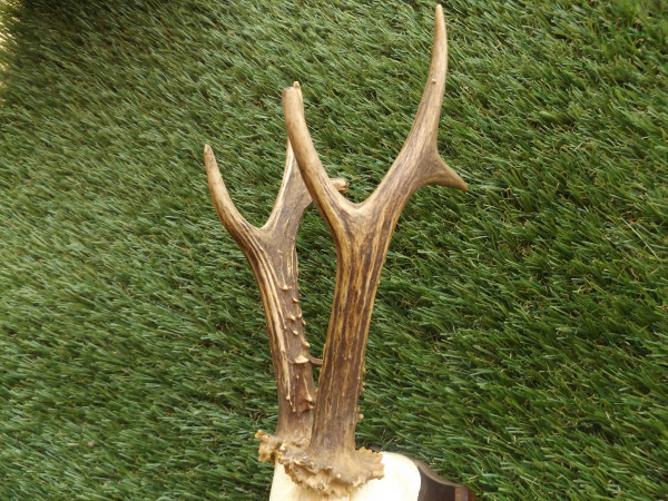 Reh Bock Trophäe Geweih Gehörn 6er 330g netto