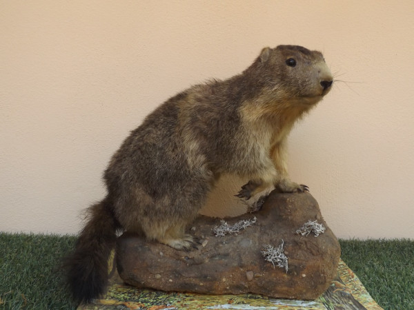 Jung-Murmel-Vollpräparat