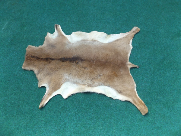 Mufflon (Fell)