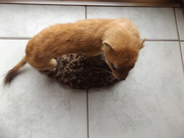 Wiesel groß Vollpräparat