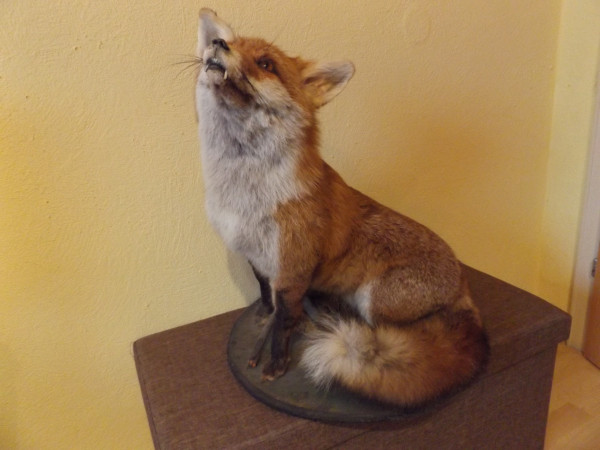 Fuchs sitzend auf rundem Brett