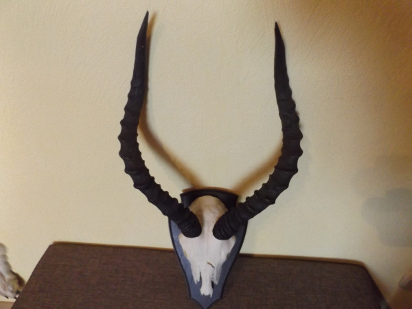 Impala Trophäe Afrika