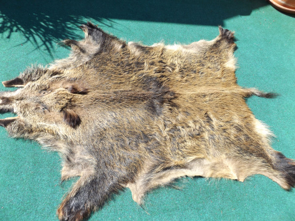Wildschweinfell