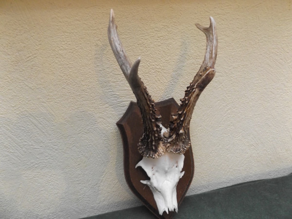 Reh - Geweih Rehbock