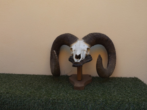 Mufflon Trophäe