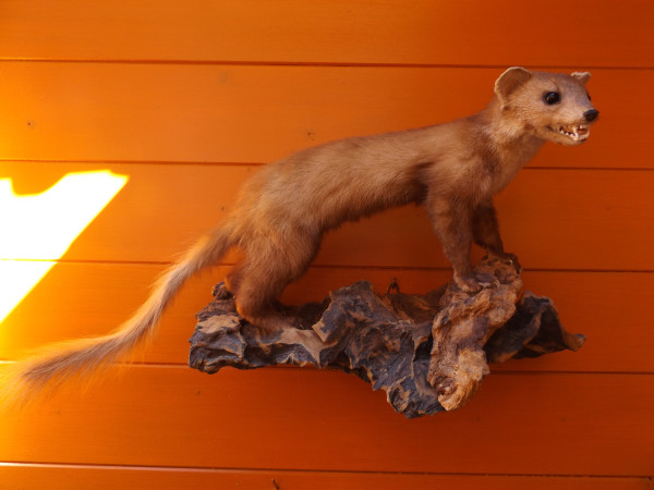 Baummarder Vollpräparat