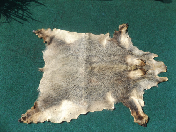 Wildschweinfell