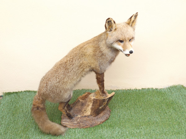 Alt Fuchs stehend auf Baumstumpf