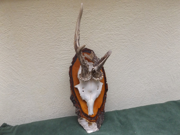 Reh - Geweih Rehbock