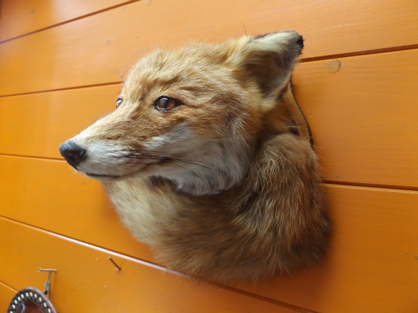 Fuchs Kopf mit Lunte