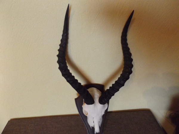 Impala Trophäe Afrika